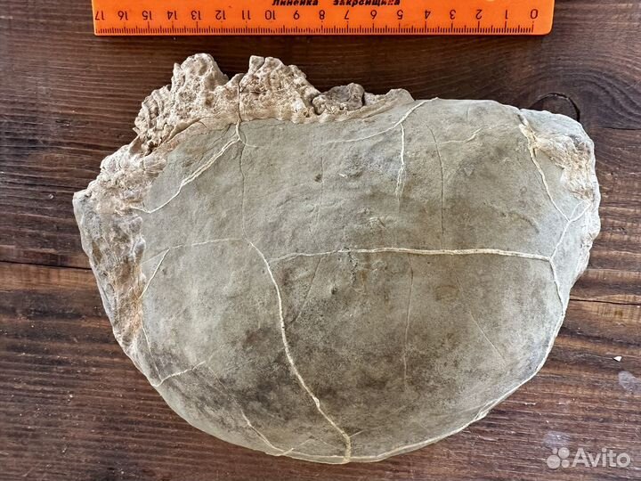 Окаменелости аммониты