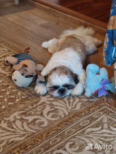 Кобель ши-тцу вязка