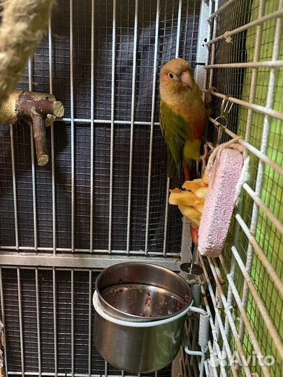 Попугай пиррура