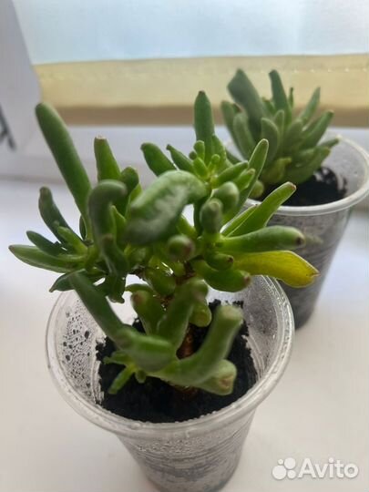 Красула коралл