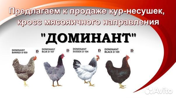 Молодые петухи и куры