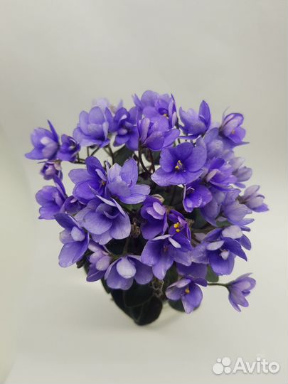 Набор листов фиалки, 7 сортов