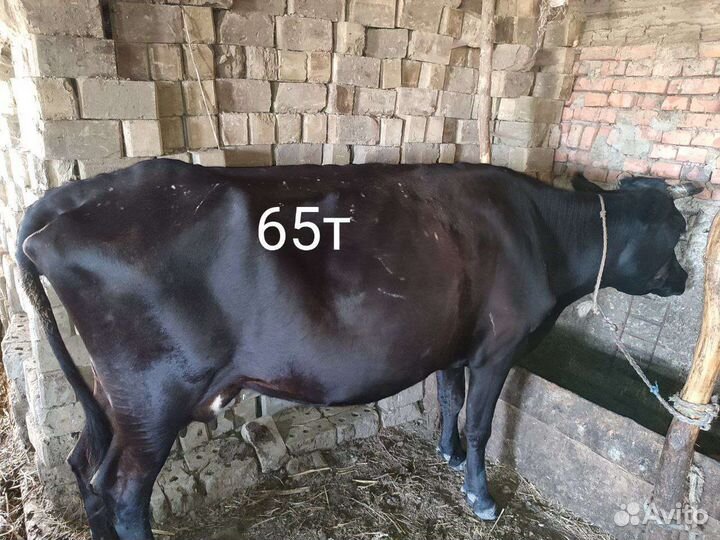 Коровы дойные породистые