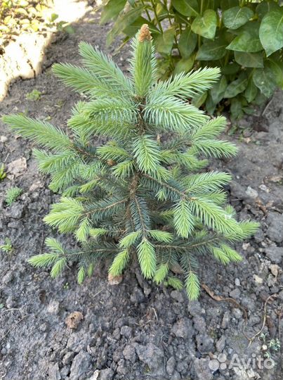 Голубые елочки