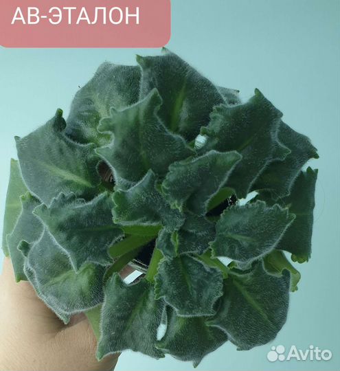 Сортовые фиалки