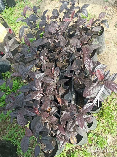 Яблони декоративные Роялти и Малиновка