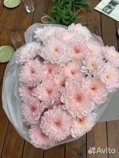 Хризантема кустовая