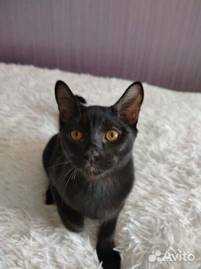 Бомбейские котята