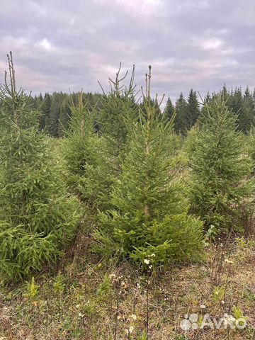 Ель Живая Срубленная 1,75-2,0 купить в Москве | Товары для дома и дачи ...