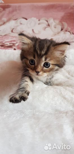 Котята малыши в добрые заботливые руки