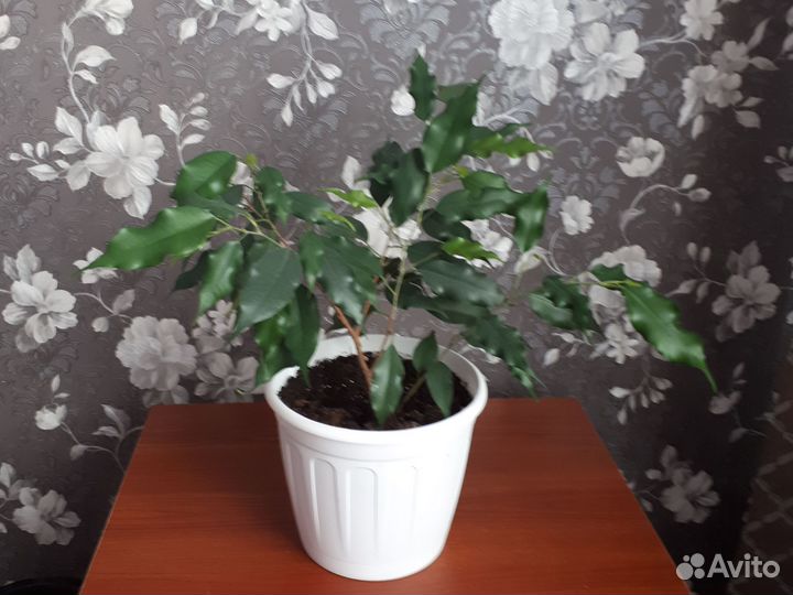 Комнатные цветы