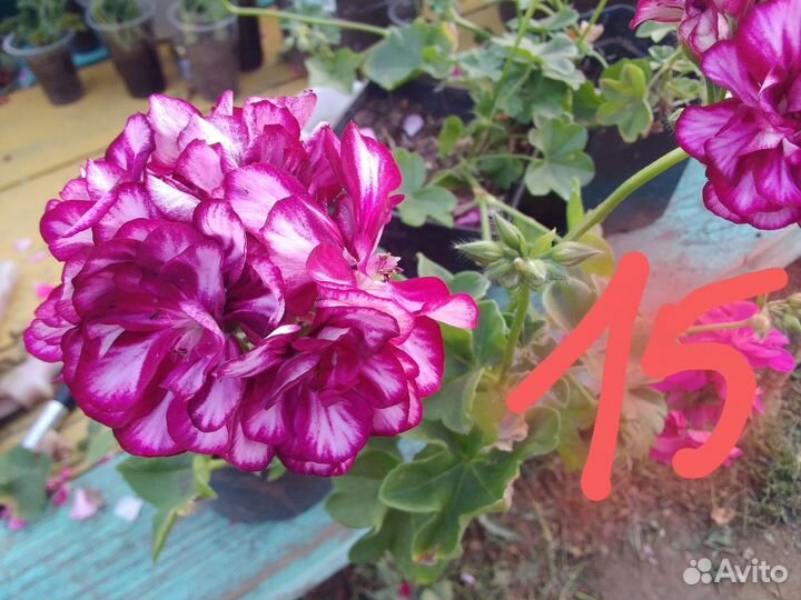 Хризантемы