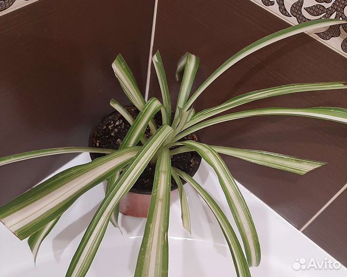 Продам комнатное растение