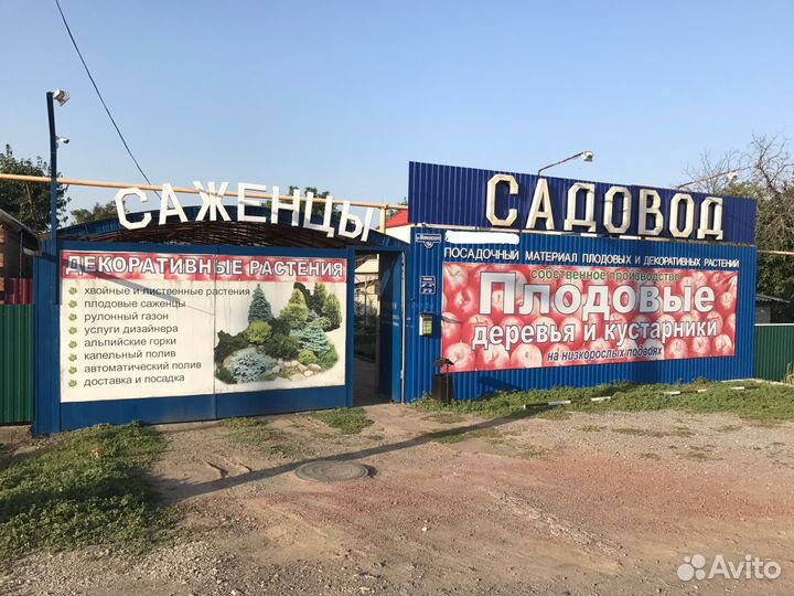 Низкорослые плодовые саженцы