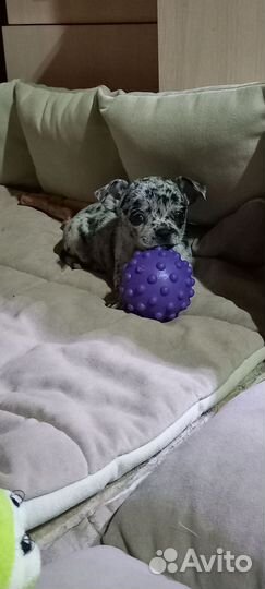 Чихуашечки