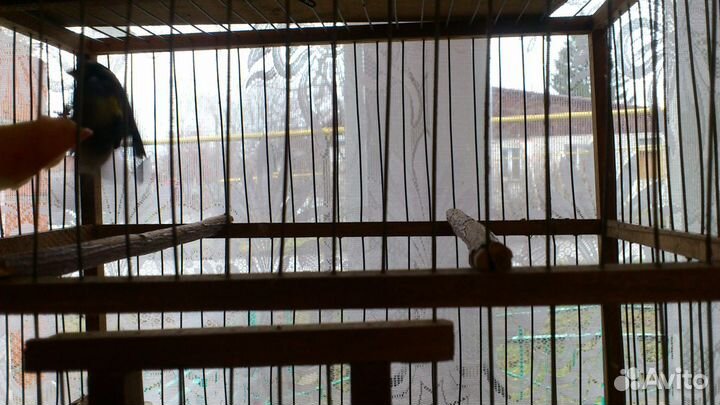 Певчие птицы. Репел