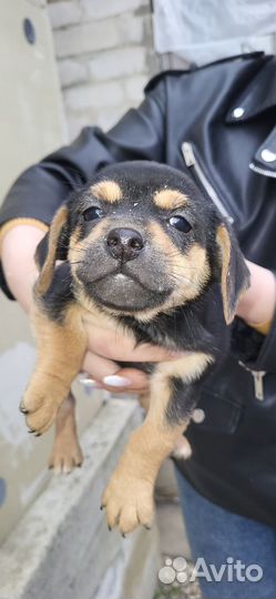 Собака в добрые руки отдам бесплатно