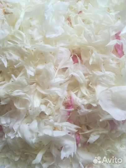 Лепестки пионов