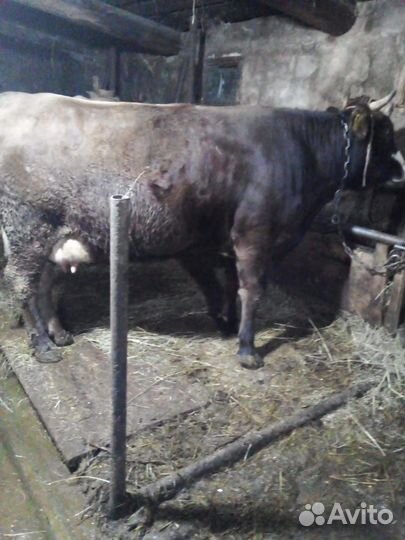 Корова карпатская бурая, тёлка Костромская