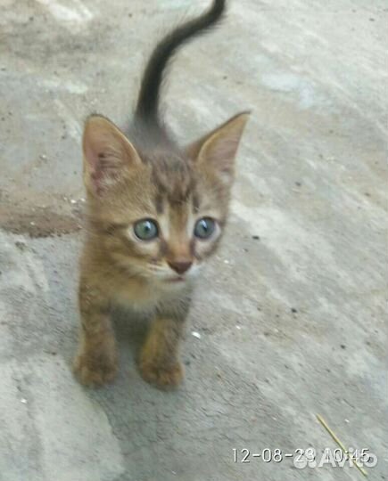 Котята в добрые руки бесплатно