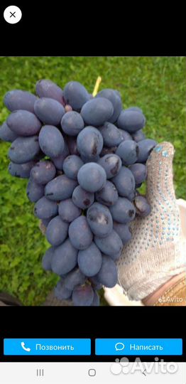 Саженцы винограда