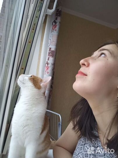 Передержка кошек. Котоняня на дом