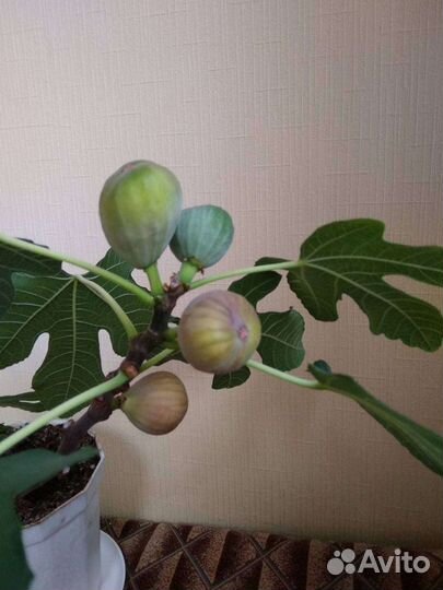 Инжир комнатный