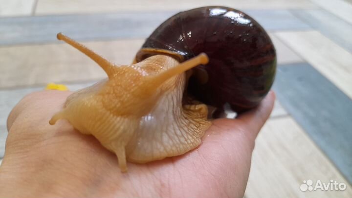 Улитки ахатины бесплатно