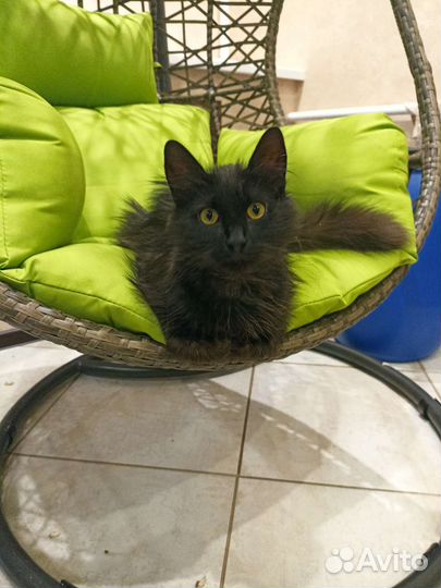 Котик 1,5 года в добрые руки