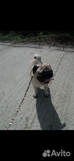 Мопс вязка кабель