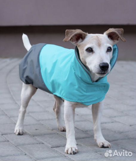 Одежда для собак
