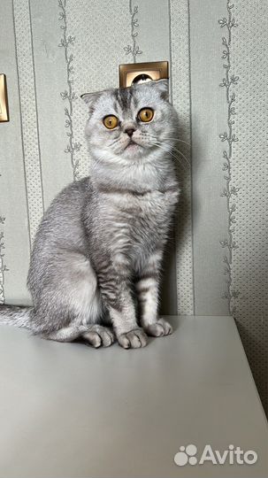 Шотландский кот вязка