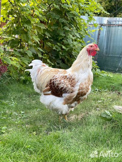 Петух виандот