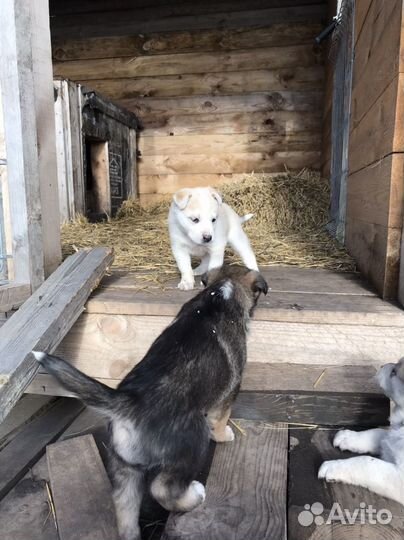 Лайка хаски