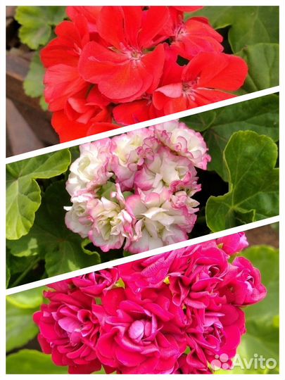 Молодые цветущие пеларгонии/бегонии вечноцветущие