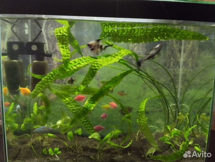 Аквариума действующий на 50 литров