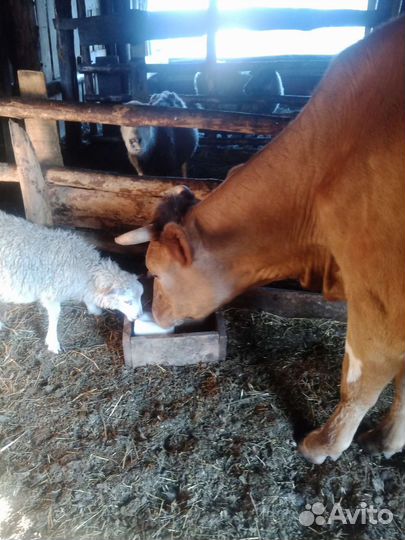 Коровы дойные молочные