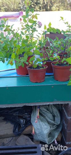 Садовые растения