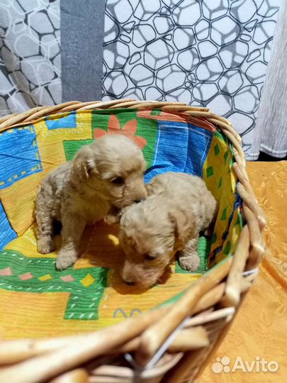 Щенки той пуделя