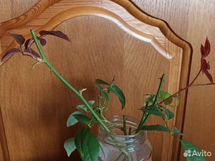 Роза комнатная домашняя (черенки )