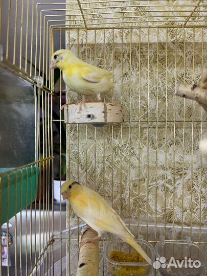 Кенара и канарейки