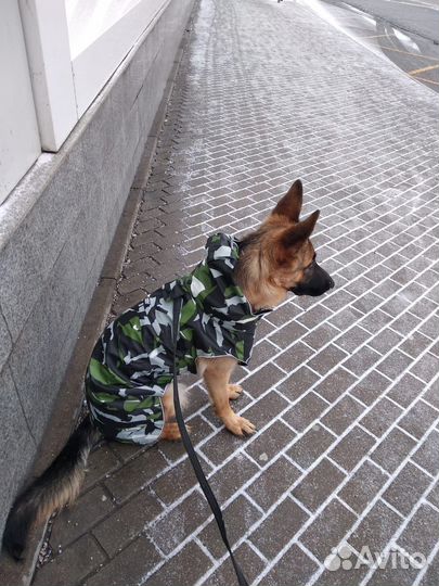 Кобинезон для средних собак