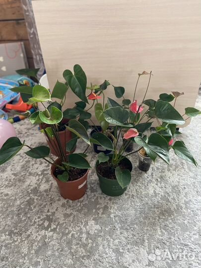 Антуриум пандола, хот липс, адиос вайт/ред