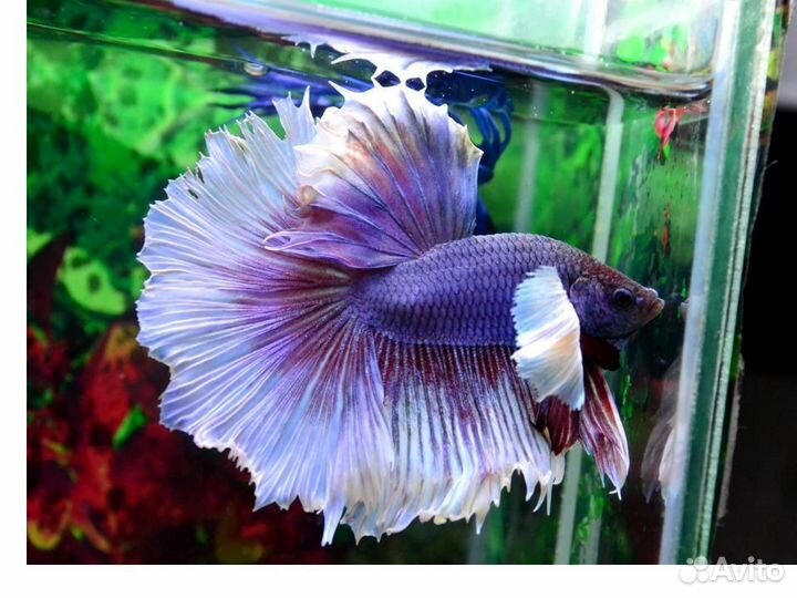 Аквариумная рыбка петушок 8 видов Новый завоз
