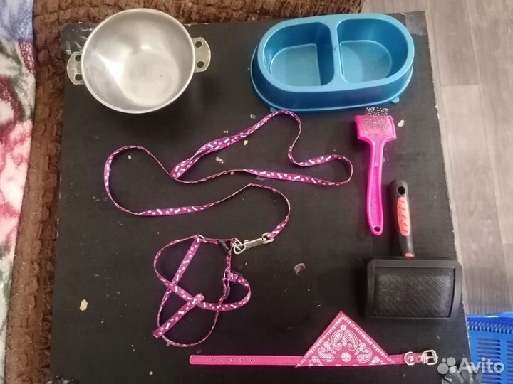 Кошачьи принадлежности