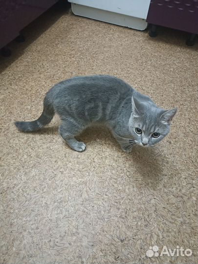 Котик в дар