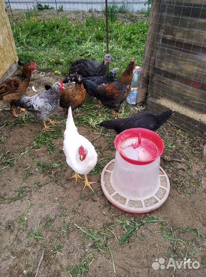 Продам петухов