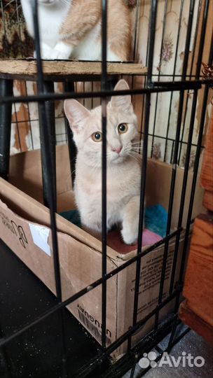 Персиковый котенок скромный и ласковый ищет дом