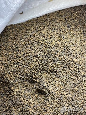 Семена фацелии