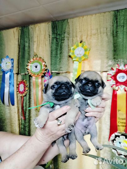 Мопсы щенки мальчики и девочка